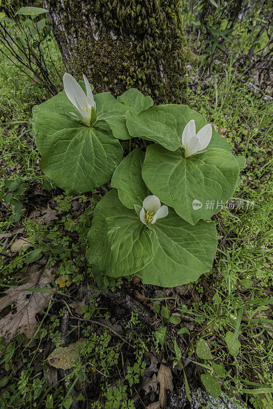 albidum，又名giant white wakerobin, white toadshade, sweet Trillium，是黑花科的一种开花植物。甜面包岭州立公园;加州索诺玛县的马亚卡玛斯山脉。